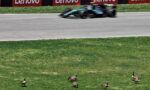 Motion-blurred turquoise race car on a track, with red Lenovo banners in the background and geese on the grass in the foreground.