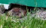 Small brown rodent peeking out from a burrow under a green wall, with grass in the foreground.