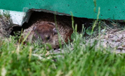 Small brown rodent peeking out from a burrow under a green wall, with grass in the foreground.
