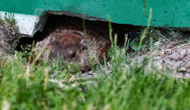Small brown rodent peeking out from a burrow under a green wall, with grass in the foreground.