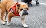 Bulldog wearing a red harness with a black 'LH44' tag on a leash, standing on a paved road.