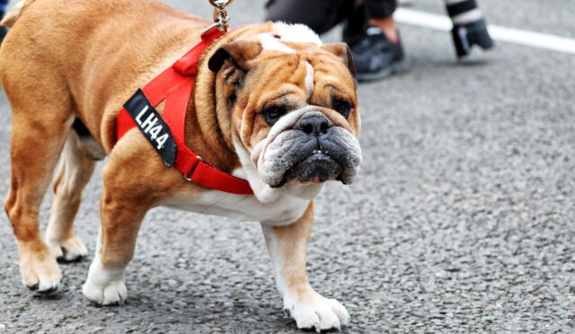 Bulldog wearing a red harness with a black 'LH44' tag on a leash, standing on a paved road.